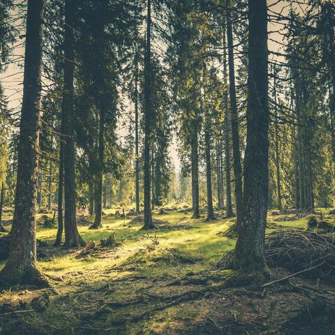 The Wilderness