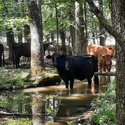The Cows Are Out