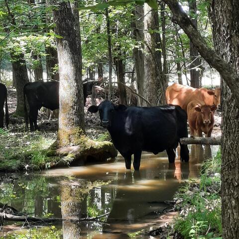 The Cows Are Out