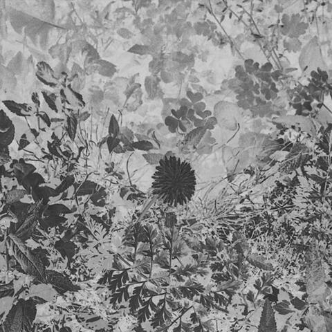 Casket (feat. Sosi)