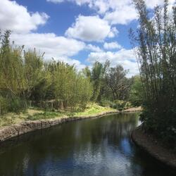 If I Could Have Lived