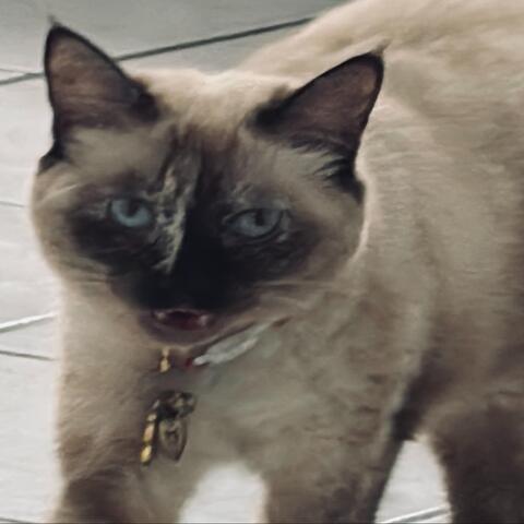 Los Gatitos