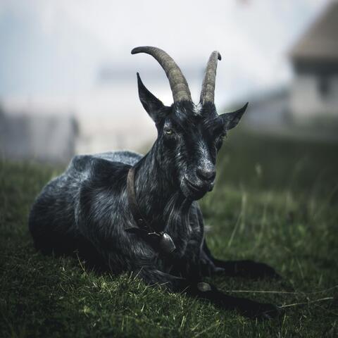 The Sacrificial Lamb