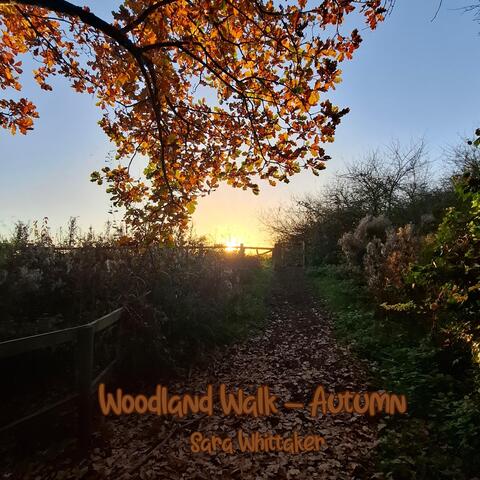 Woodland Walk - Autumn