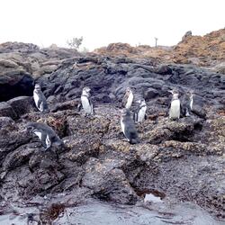 Galápagos Penguins – Galápagos Islands, Ecuador