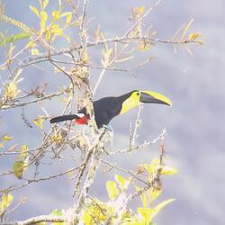 Choco Toucan – Mindo, Ecuador
