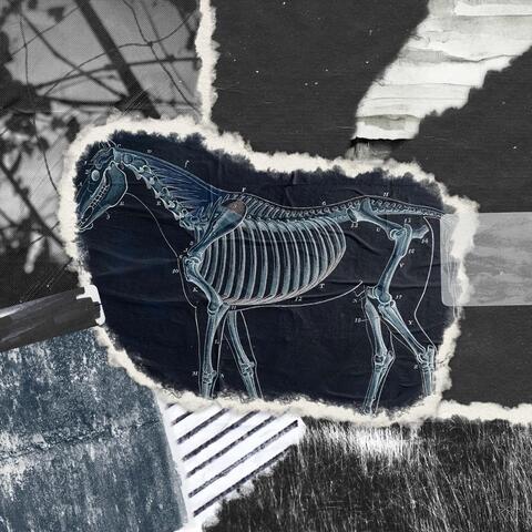 Foals