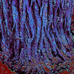 Epistle for Blue Bark