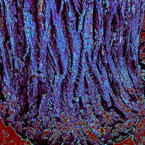 Epistle for Blue Bark
