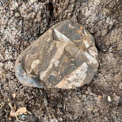 To Be a Stone