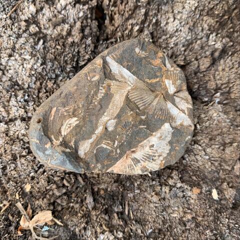 To Be a Stone