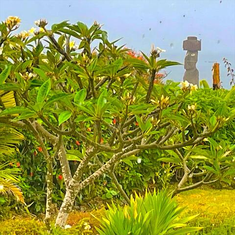 Morning Rain - Easter Island - Rapa Nui