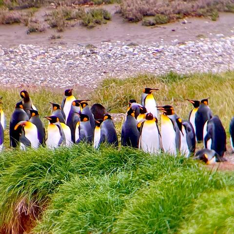 King Penguins - Tierra Del Fuego, Chile