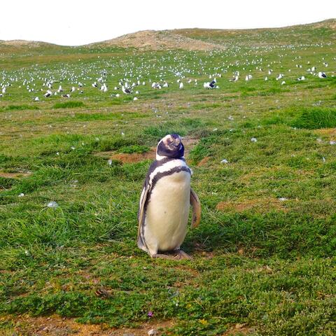 Magellanic Penguins – Magdalena Island, Chile