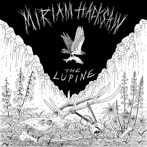 The Lupine