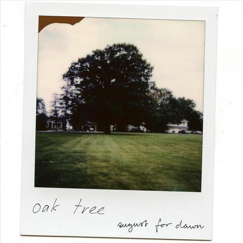 oak tree