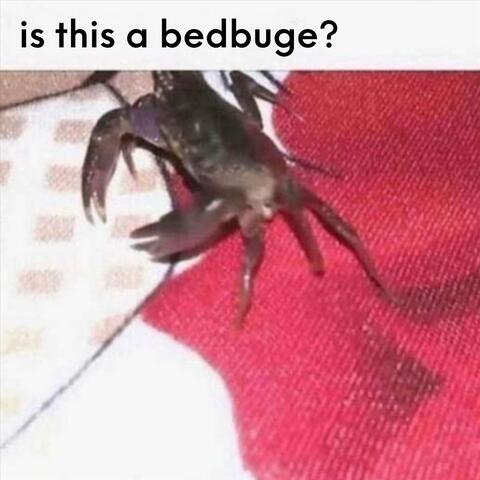 is this a bedbuge? (feat. Daylen Webb)