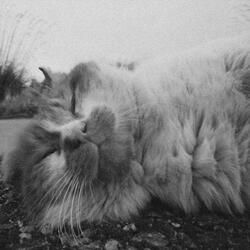 The Death of Mr Tibbs (demo)