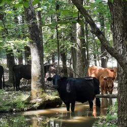 The Cows Are Out