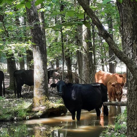 The Cows Are Out