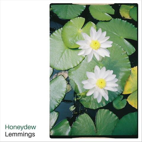Honeydew