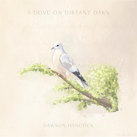 A Dove on Distant Oaks