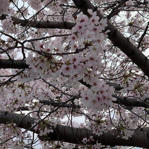 When the Cherry Blossoms Bloom (Sine Wave Version)