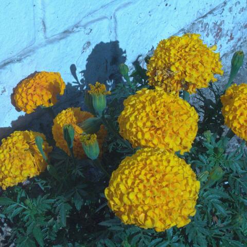 Golden Blue
