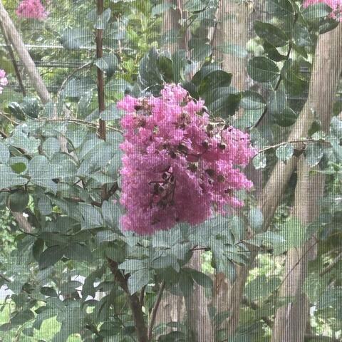 florir