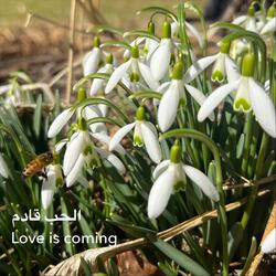 Love Is Coming الحب قادم (feat. Catalus)