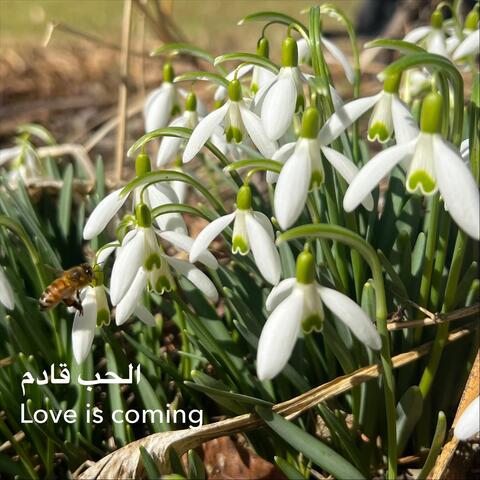 Love Is Coming الحب قادم (feat. Catalus)