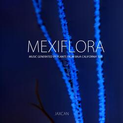 Bursera microphylla (Torote)