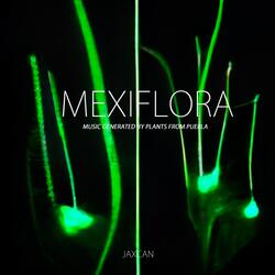 Zea mays (Maíz negro)