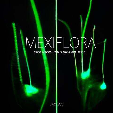 Mexiflora: Music Generated by Plants from Puebla
