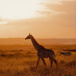 Call of the Wild Plains