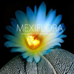 Astrophytum myriostigma subsp. coahuilense (Bonete de obispo)