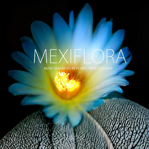 Mexiflora: Music Generated by Plants from Coahuila