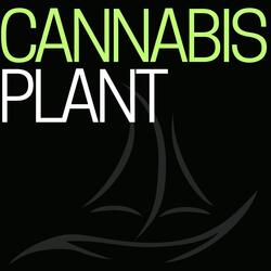 Cannabis Plant