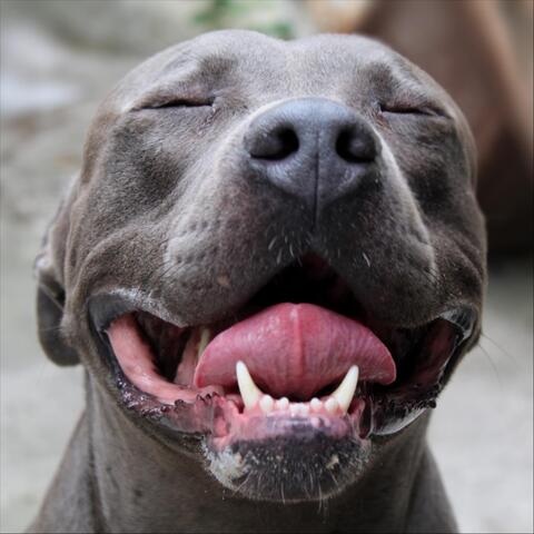 i just lost my dog
