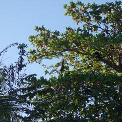 Beachside Howler Monkeys – Playa Junquillal, Costa Rica