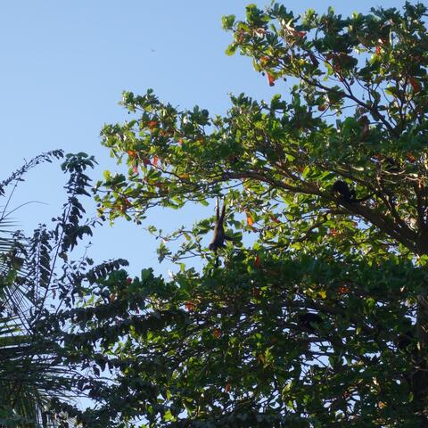 Beachside Howler Monkeys – Playa Junquillal, Costa Rica