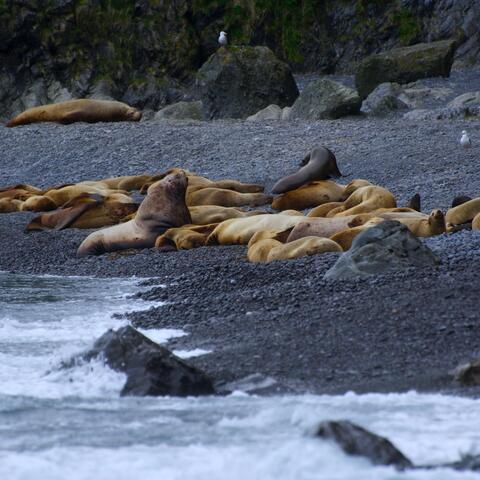 Sea Lion Rookery – Agattu Island, USA