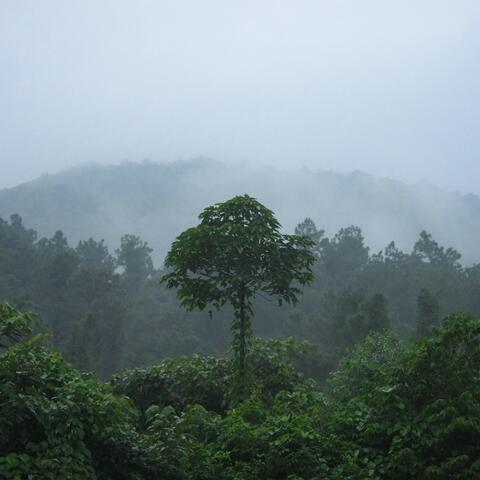 Morning Birds – Bach Ma National Park, Vietnam
