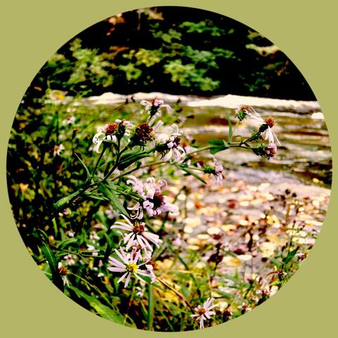 So Then Flowers Are Free...