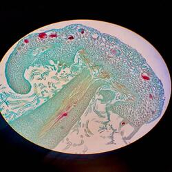 Marchantia