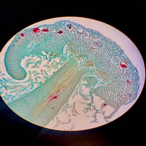 Marchantia