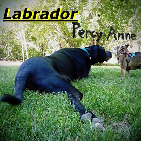 Labrador