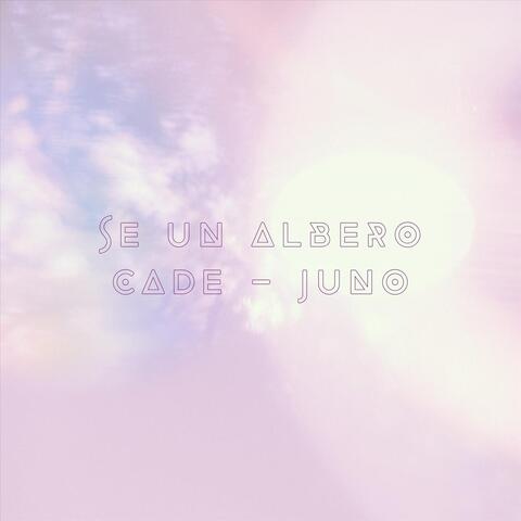 Se Un Albero Cade