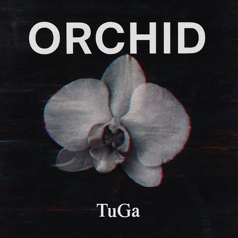 Orchid