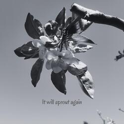 It will sprout again